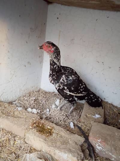 aseel murgi bacche nikal kar farik Hui hai