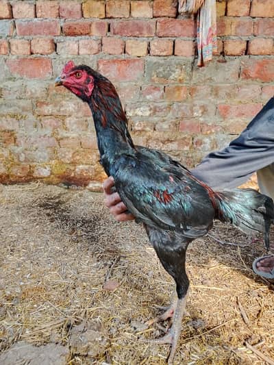 Burmi pakoye ,03*14*043*34*70/030*2*42*27*215