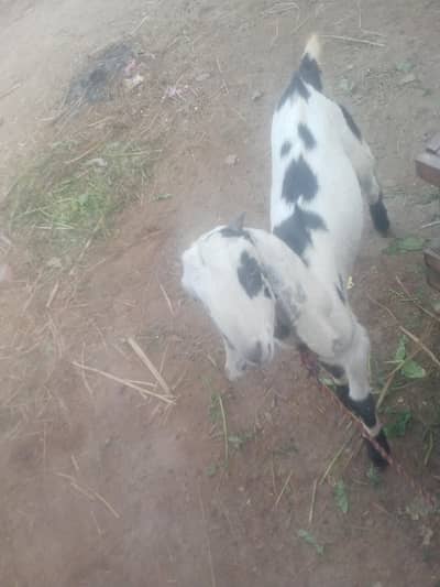 beautiful color bhakra