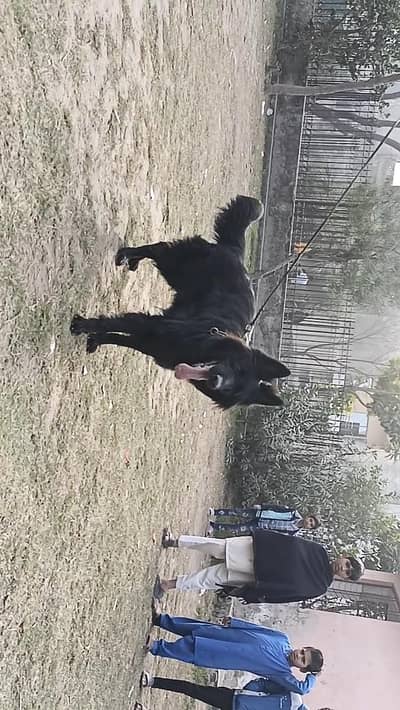 BKC Pedigree female confirm reader