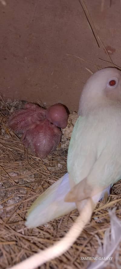 top Quality albino red eye breeder with chicks