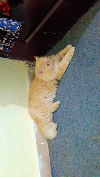 golden punch face Male adult