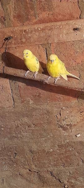 budgie pair for sell