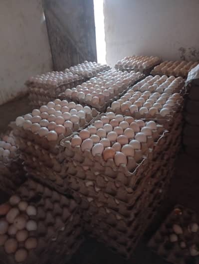 Dasi Eggs ( Golden mesri)  1 Panti