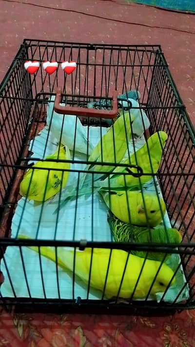 8 Healthy Budgies Patthe (Australian)