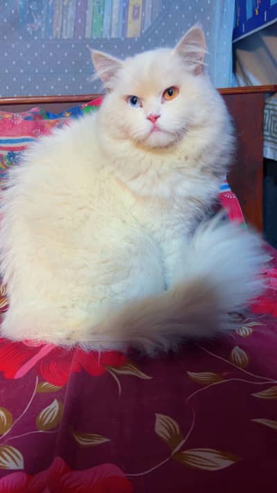 White male. Big size