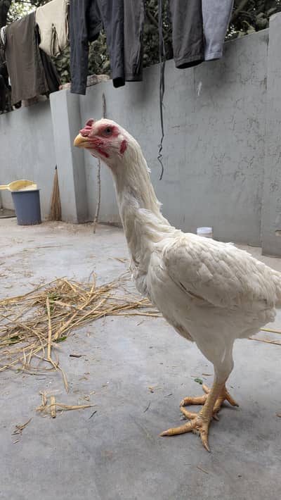 WHITE O JAPANESE  SHAMO ASEEL FEMALE