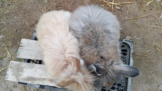 English angora rabbits female and male