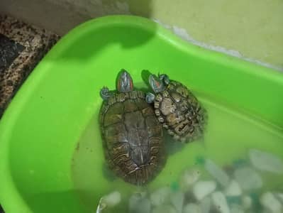 home bread turtle in reasionable price