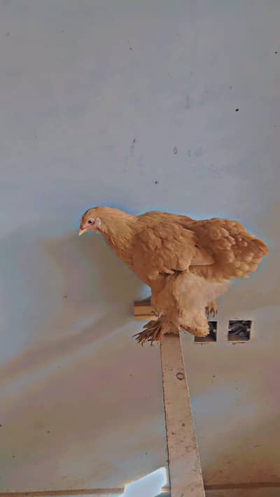 Heavy golden buff pair