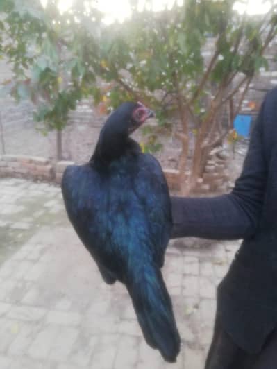 black Aseel murgi for sale Rawalpindi wts app 03135397291