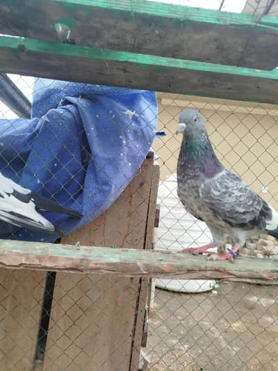 lakha,Rampuri,dubwala,