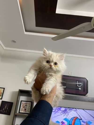 kitten persian long coated