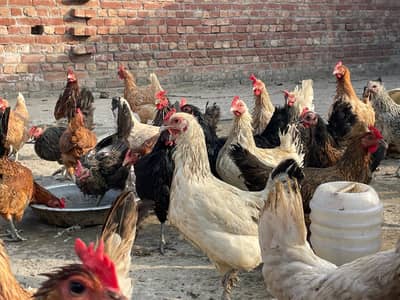 EGG LYING DESI HENS 1500