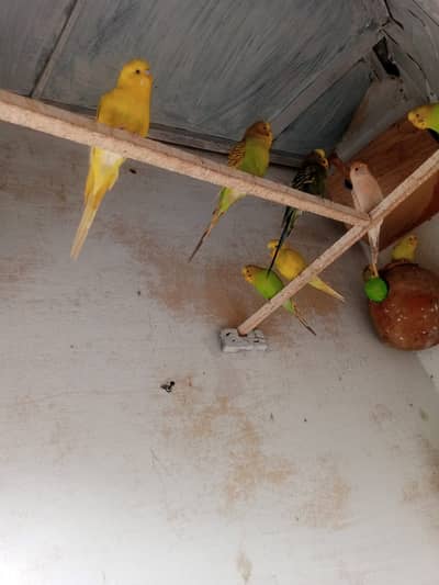 Australian parrots for sale