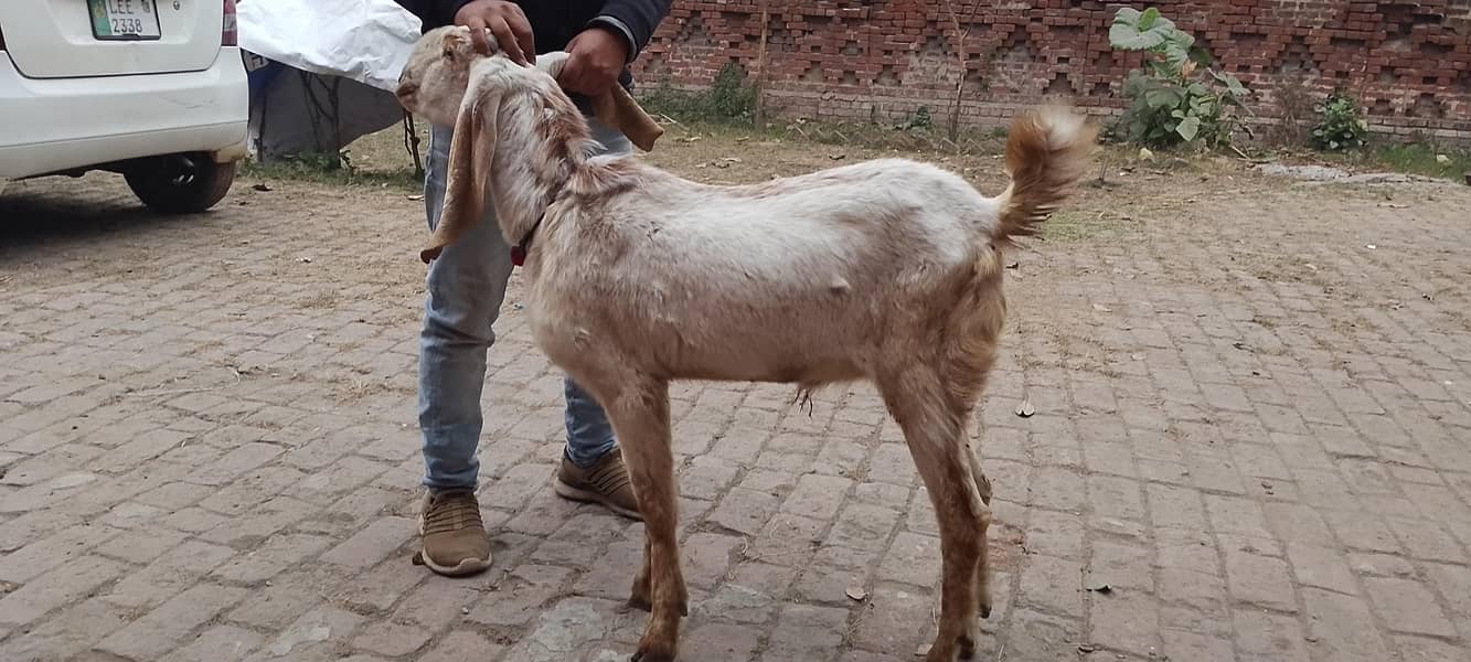 bakra 2