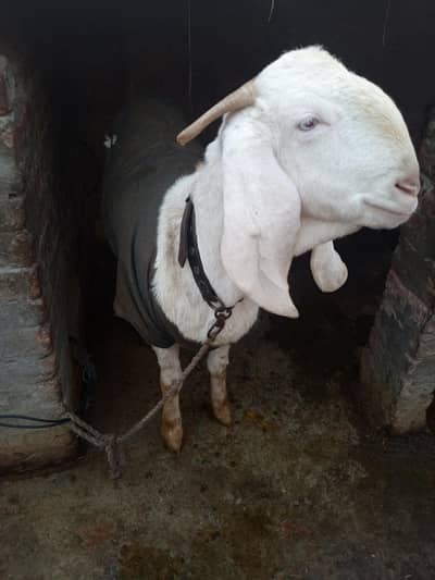 ghr ki pli bakri ha fresh 4 dant cross nai hui heet py ha