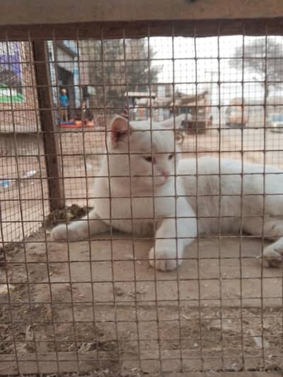 Beautiful White Cat