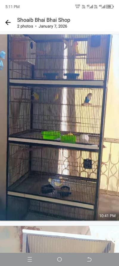 sell birds