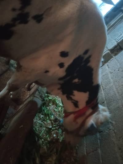 Original Dutch Freezen