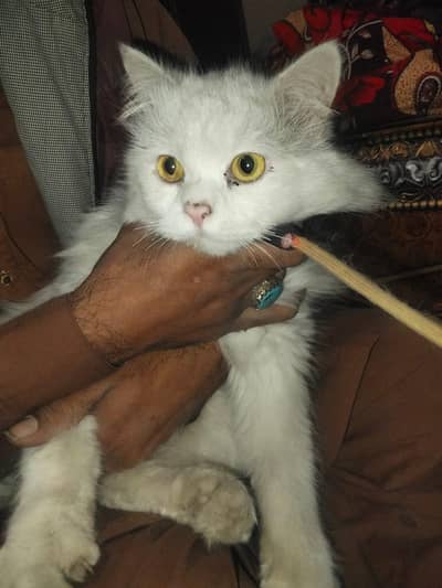 Persian cat
