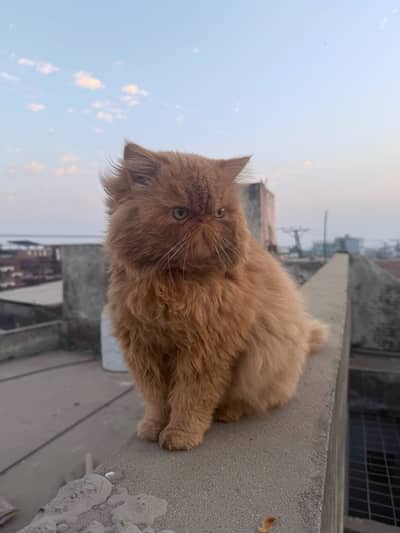 Peke male cat for stud