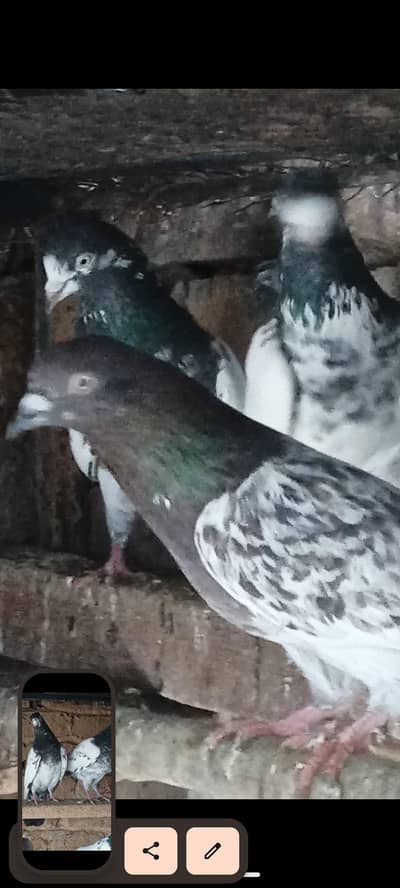 whole setup for sale