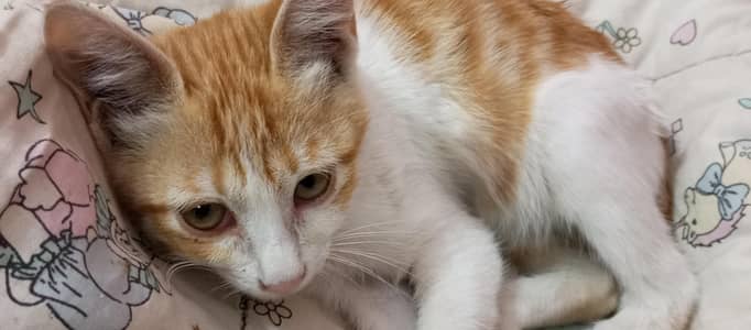 healthy orange kitten