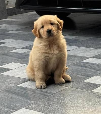 Golden retriever puppies are available for sale