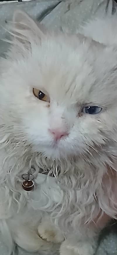Persian male cat