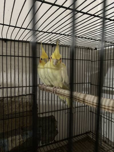 Cocktail Breeder Pair