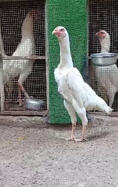 Shamo | Aseel Shamo Hen | White Shamo | German Shamo | Shamo For Sale