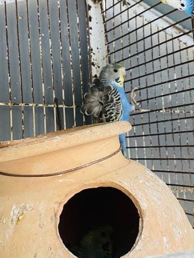 Best quality home breed