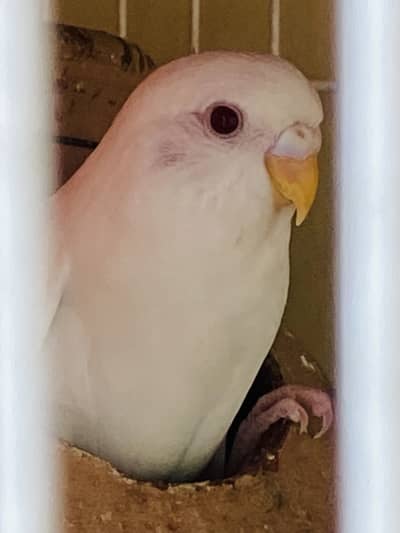 Best quality home breed