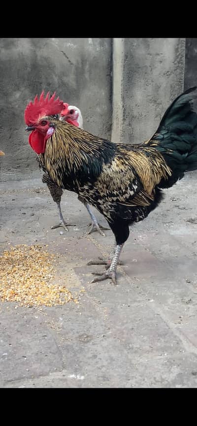 Home-Raised Rooster & Egg-Laying Hens for Sale