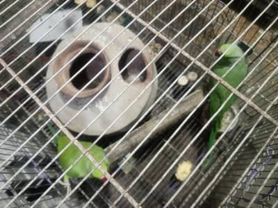 ringneck pair green parrot