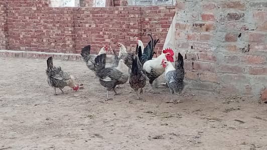 fayumi,fayoumi ,feomi,