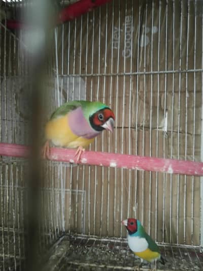 all finch available 033 528 55 080