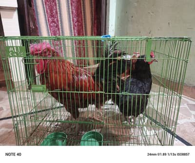 hens 2pair  1yera age Andy deti hai