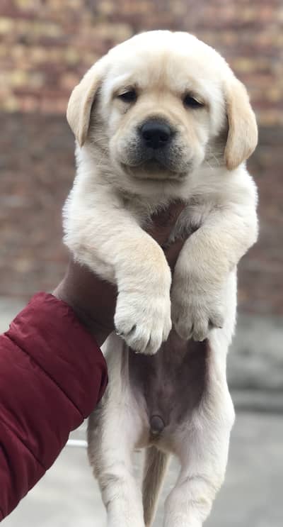 Labra | Puppies | labrador | Dog | Labra Female  Puppy | Labra