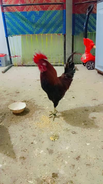 hamra pass ak deasi murga ha our ak deasi murge ha