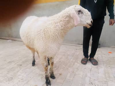 dumba for sale heavy weight