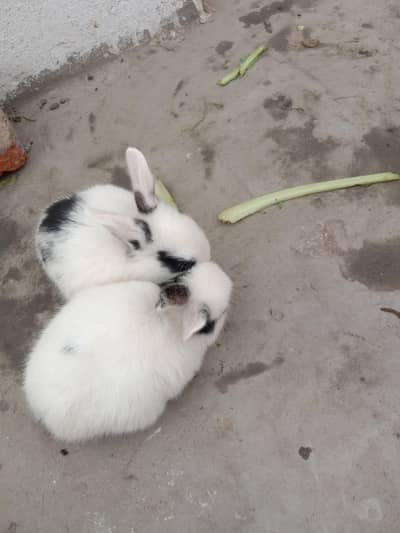 fancy rabbits baby pair for sale 03224186572
