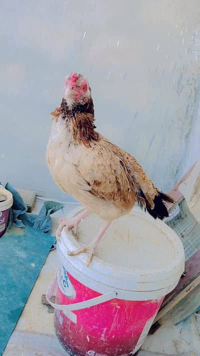 Aseel murgi Mianwali