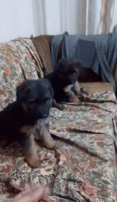 German Shepherd Puppies WhatsApp 03244911352