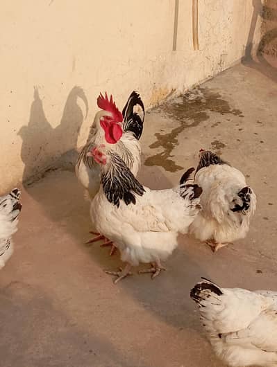 sussex Heritage | Fertile Eggs | egg