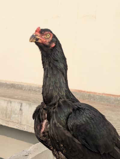 female mianwali urgent sale