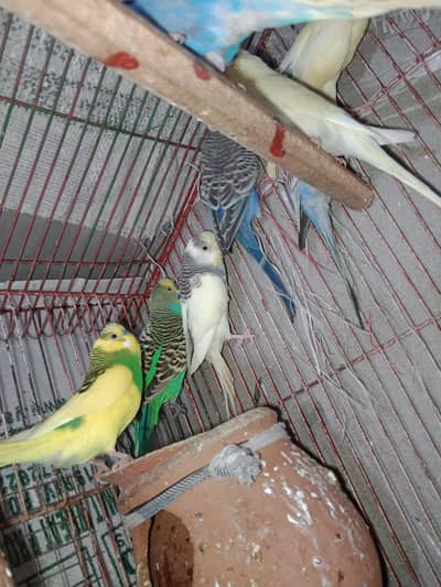 asteliyan paruts fur sell