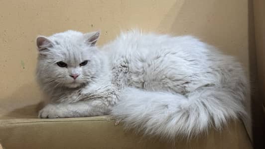 Long hair Persian cat