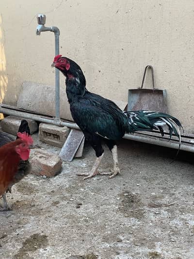 aseel murga for sale